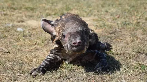 Tapir zaraz po narodzinach