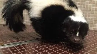 Porzucony skunks trafił do Ostoi