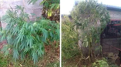 Kanarki pomogły założyć plantację marihuany