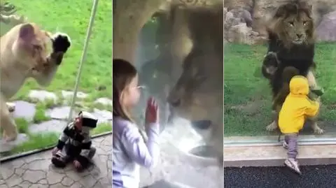 Lwy atakujące dzieci w zoo