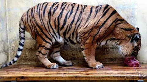 "Kan zaczyna nabierać kształtu" - chwali się poznańskie zoo