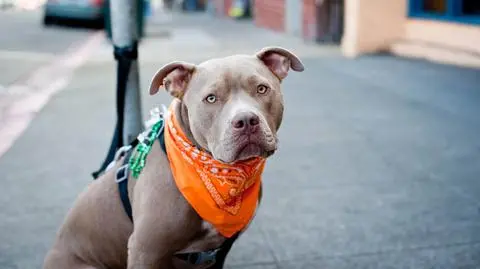 Psia kupa może zamienić się w złoto