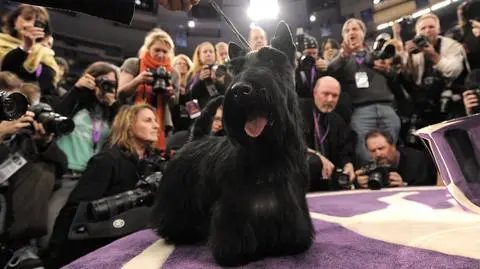 Najpiękniejsza suczka świata