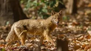 Szakale jeszcze niedawno były gatunkiem na wymarciu w Europie Środkowej