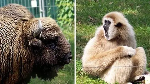 Miłość najlepiej kwitnie w zoo