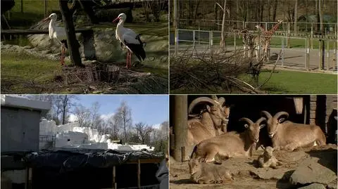 Do krakowskiego zoo zawitała wiosna