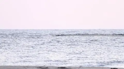 77 fok odpoczywa na plaży. 
Kolejny rekord w ujściu Wisły