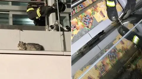 Uwięziony kot i akcja straży. Najciekawsze wideo tygodnia w tvn24.pl