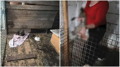 Pomorskie: wolontariusze OTOZ Animals zlikwidowali pseudohodowlę