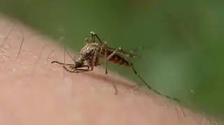 Pokąsanie przez komary nie będzie groziło gościom festiwalu w Jarocinie