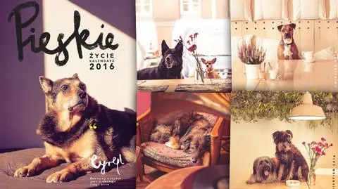 Kalendarz "Pieskie Życie" po raz trzeci w sprzedaży. Dochód ze sprzedaży wspomoże fudację pomagającą czworonogom