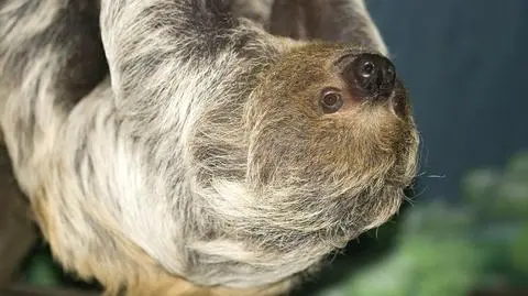 W krakowskim ZOO zamieszkał leniwiec dwupalczasty