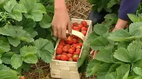 Będzie mniej truskawek kaszubskich. Przez długą zimę 