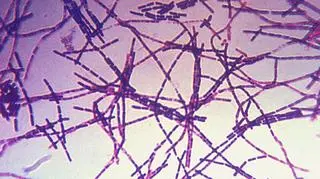 Bakterie wąglika mogą być wykorzystane jako broń biologiczna