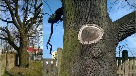 Konin: dąb Zwiadowca zagrożony wycinką