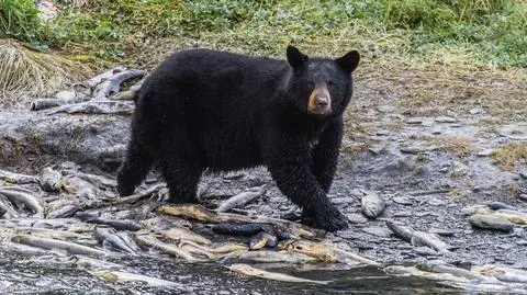 Nastolatek zostal zaatakowany przez niedźwiedzia czarnego na Alasce