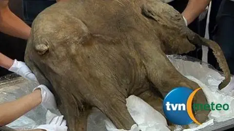 Miesięczny mamut pokazany światu