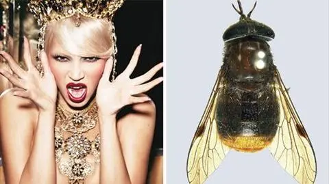 Beyonceae lata. To mucha