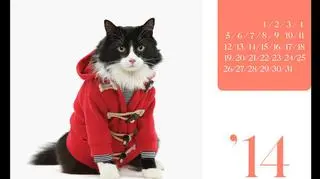 W kalendarzu United Bamboo na 2014 rok stroje marki prezentują koty, które wygrały modowy casting