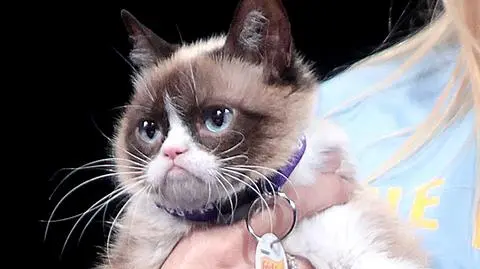Grumpy Cat zawstydził samego Ronaldo