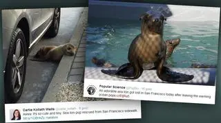 Uchatkę uratowano w czwartek rano