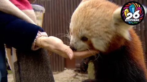 Poznańskie zoo zaprasza na karmienie pandek rudych 