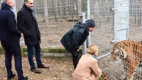 Ewa Zgrabczyńska z trzema zastępcami prezydenta Poznania przy tygrysach