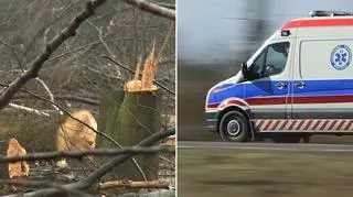 Ściął drzewo i umarł