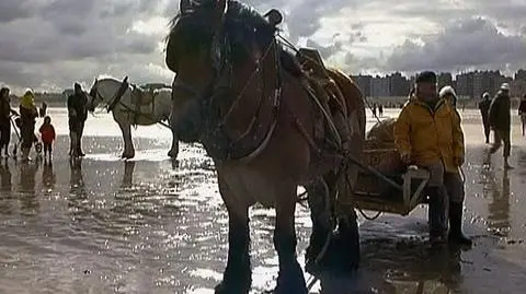 Konny poławiacz krewetek