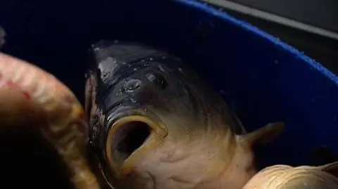 Na święta braknie karpi