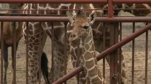 Zoo Wrocław: narodziny żyrafy
