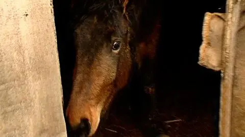 Koszmar zwierząt w podradomnskim gospodarstwie