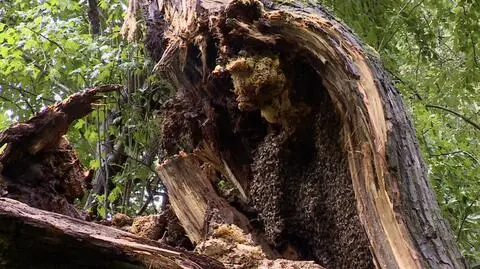 Ogromny, dziki rój na Wartą