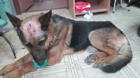 Wychudzony pies z dziurą w czaszce wałęsał się po lesie