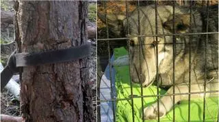 Pies do teraz ma ślady od zaciśniętej obroży