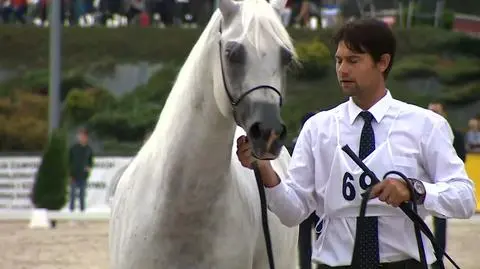Horse auction in Michałowice: four horses have been sold for a total of 60.000 euros. 
