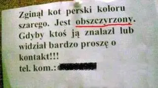 poszukiwany kot