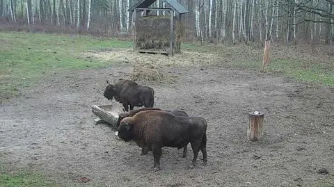 Puszcza Białowieska. Żubry pokłóciły się o buraka, jest nagranie