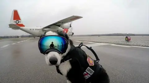 Piper ma bardzo odpowiedzialne zadanie