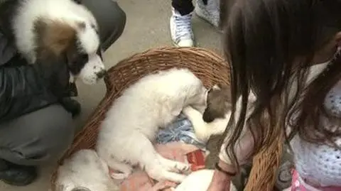 Sprzedają ciężko chore psy na Krupówkach