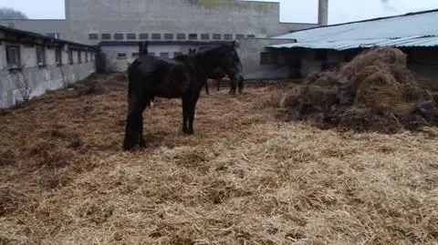 Wycieńczone i poranione zwierzęta. Prokuratura wszczęła śledztwo
