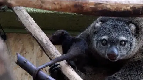 Najciekawsze wideo tygodnia w tvn24.pl wybrane: mały kuskus z zoo