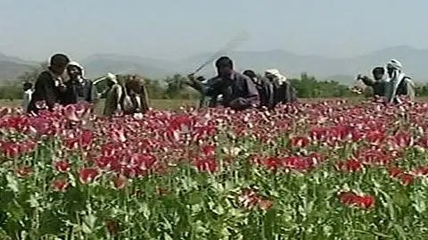 Ciężkie czasy dla opium