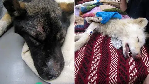 Zielona Pasłęcka: odebrali wygłodzone i zmaltretowane psy