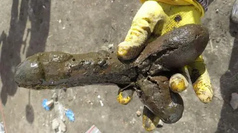 Gdańsk: archeolodzy znaleźli dildo