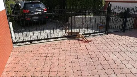 Koziołek utknął w bramie. Pomogli mu strażacy