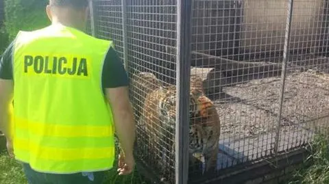Policja przejmuje tygrysy, pumy i lamparty z hodowli pod Poznaniem
