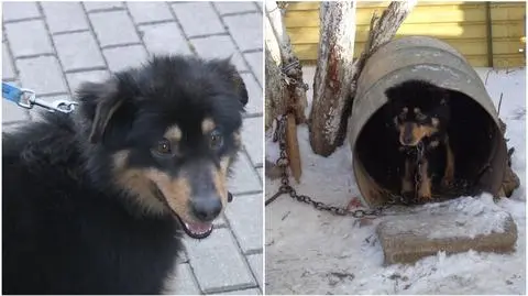 Psy mieszkały w beczkach