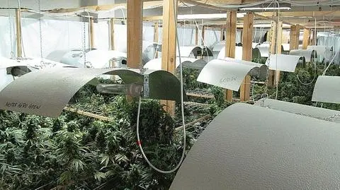 "Hale odlotów" w Zielonej Górze. Plantacja warta ponad 1,5 mln zł