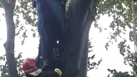 Paralotniarz wylądował na drzewie. Pomogli strażacy